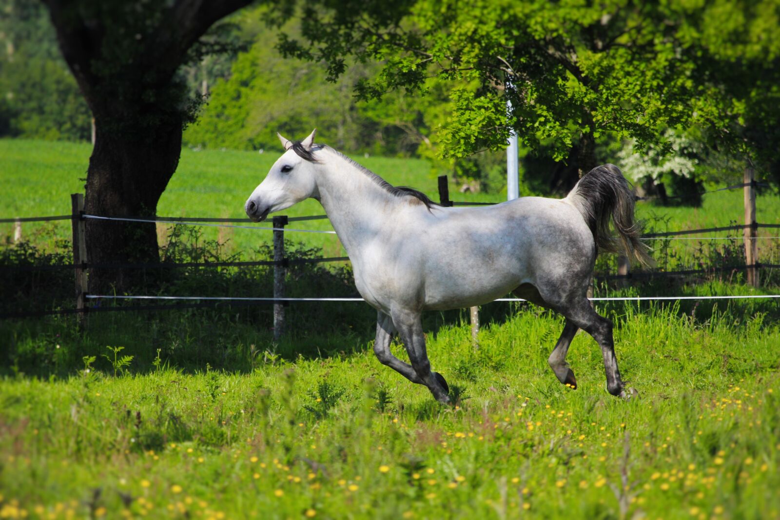Canon EF-S 55-250mm F4-5.6 IS STM sample photo. Horse, horses, arabian horse photography