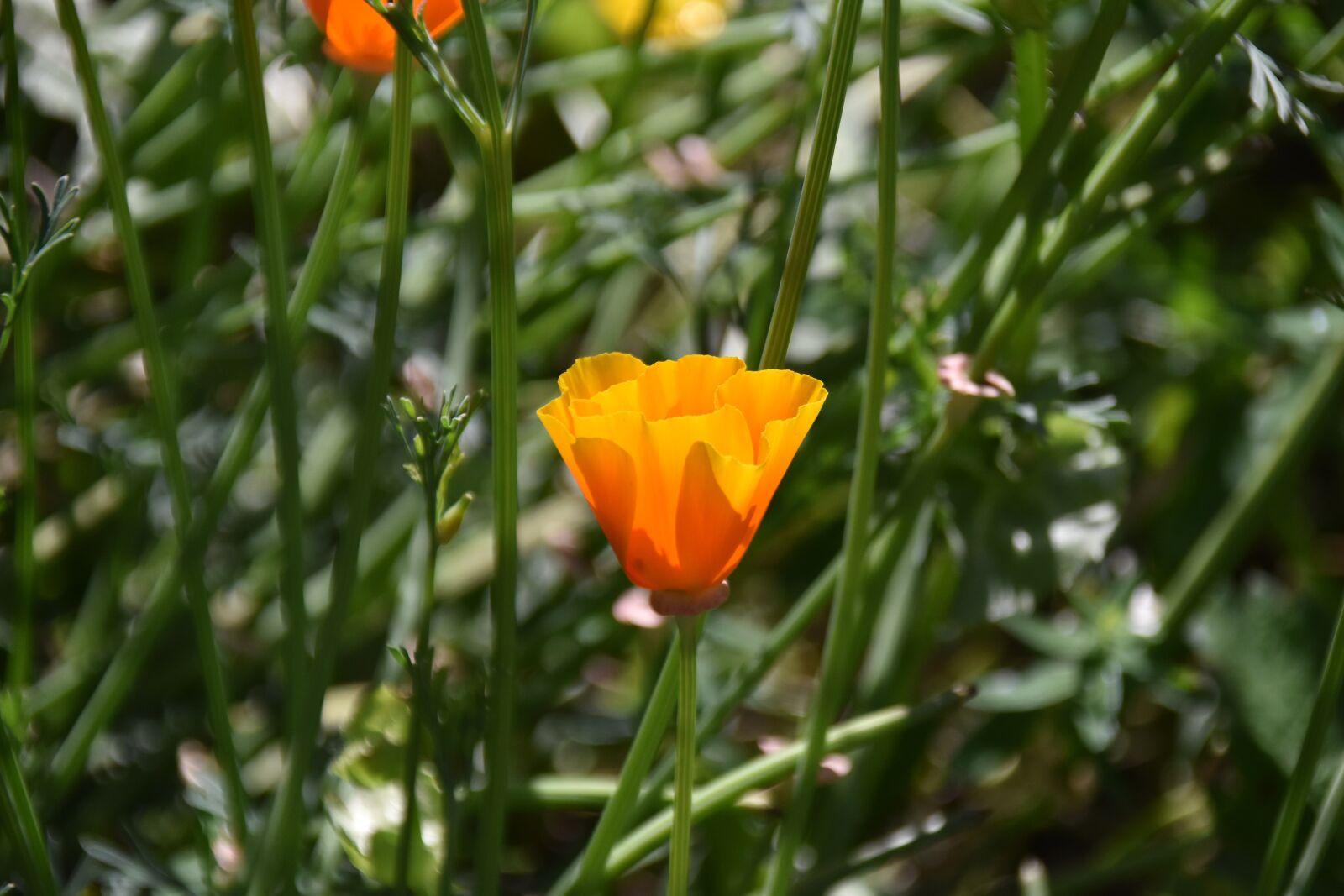 Nikon D5600 sample photo. Flower, flower color orange photography