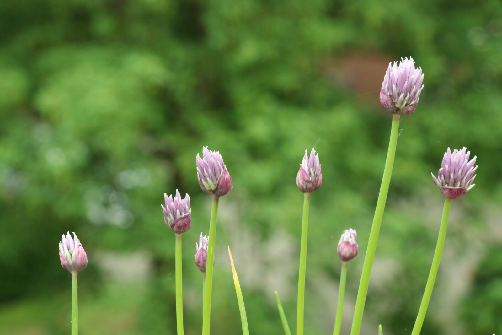 Canon EF-S 18-135mm F3.5-5.6 IS USM sample photo. Chives, leek flower, bud photography