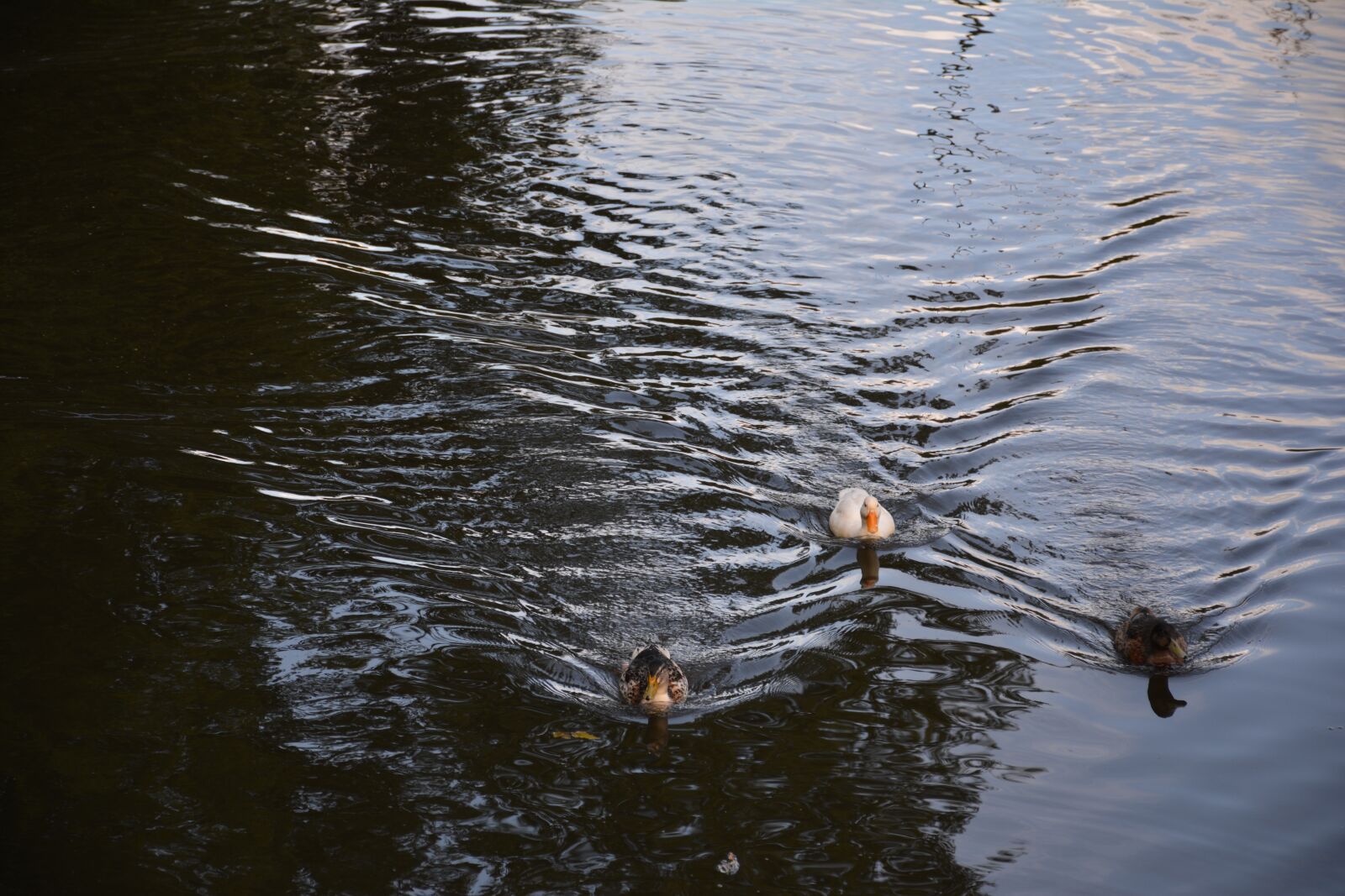 Nikon D5200 sample photo. Body of water, river photography