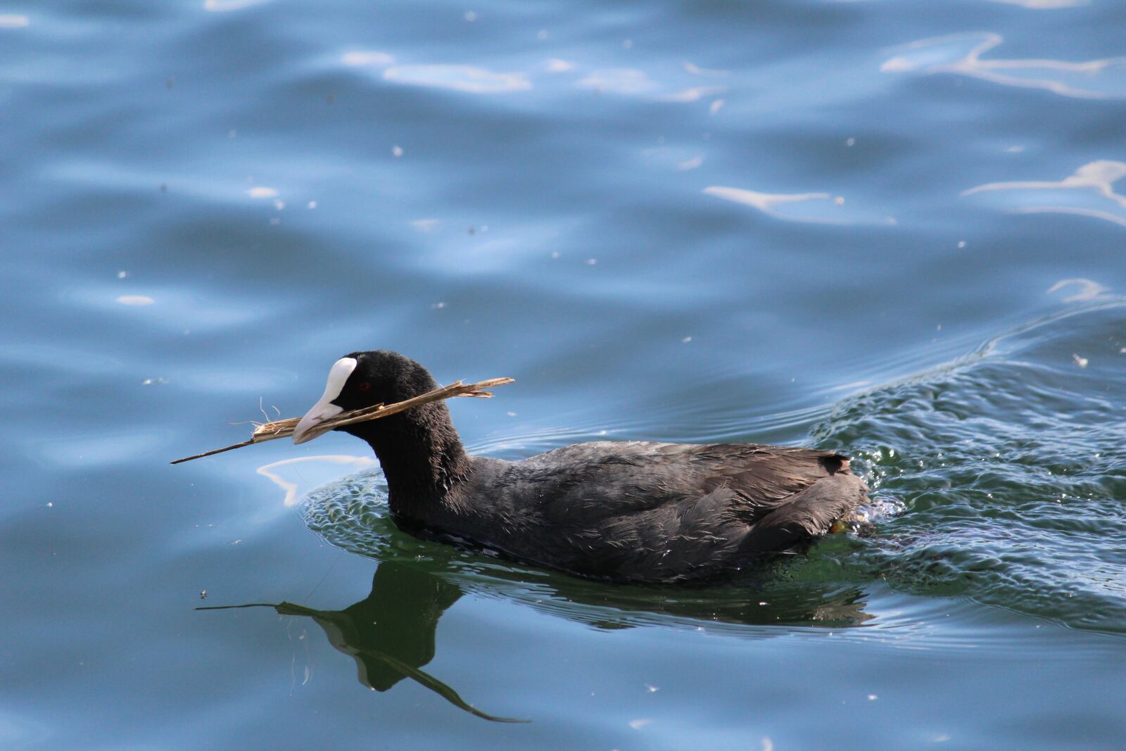 Canon EOS 1200D (EOS Rebel T5 / EOS Kiss X70 / EOS Hi) sample photo. Coot, bird, water bird photography