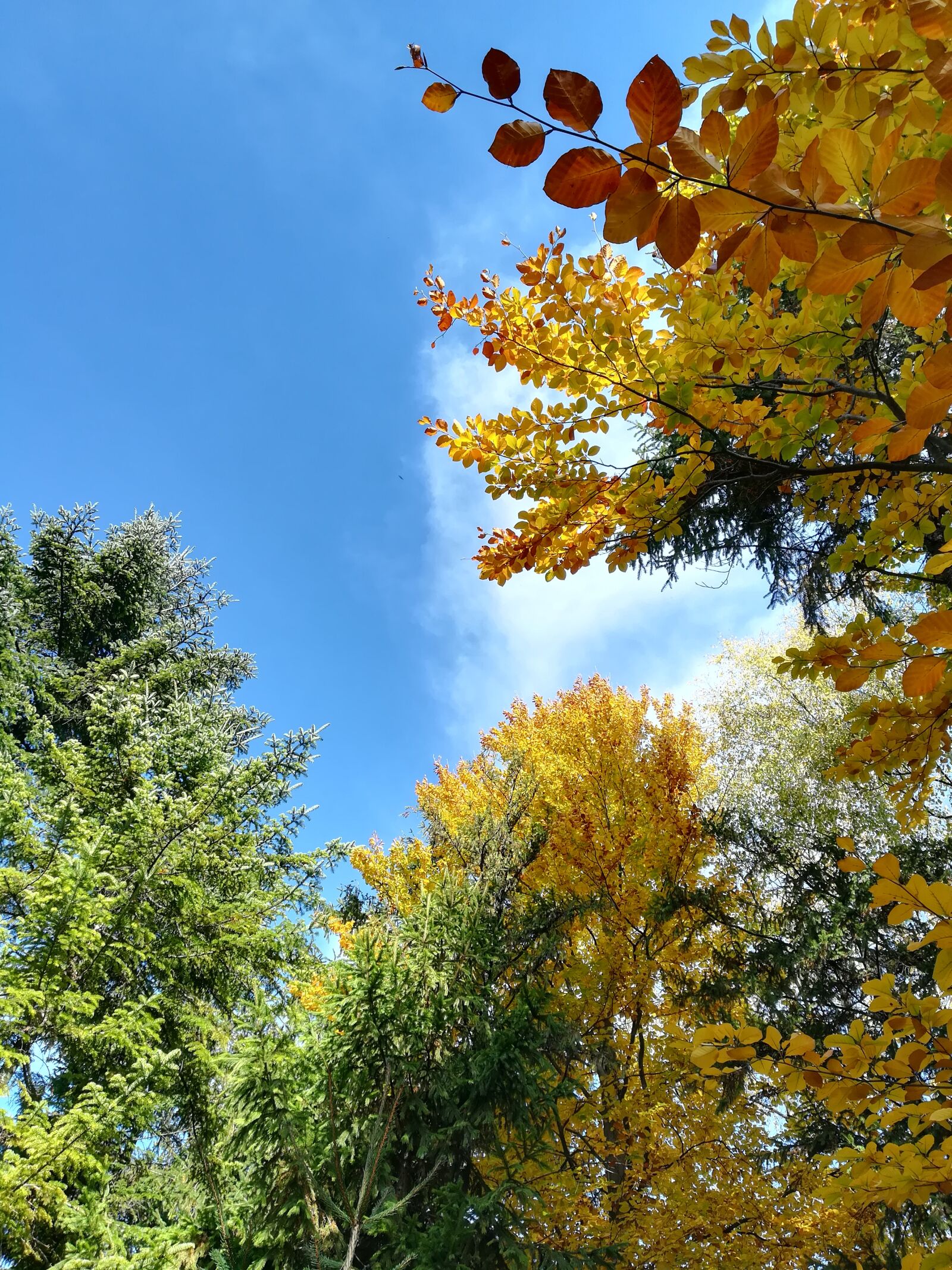 HUAWEI P10 lite sample photo. Fall, tree, forest photography