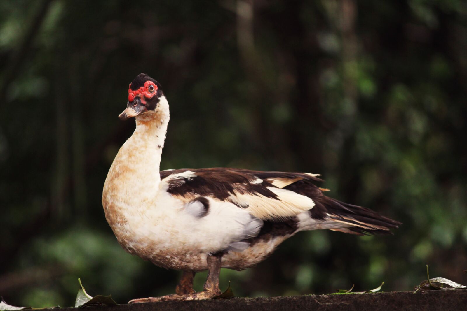 Canon EOS 1200D (EOS Rebel T5 / EOS Kiss X70 / EOS Hi) sample photo. Bird, duck, wild duck photography