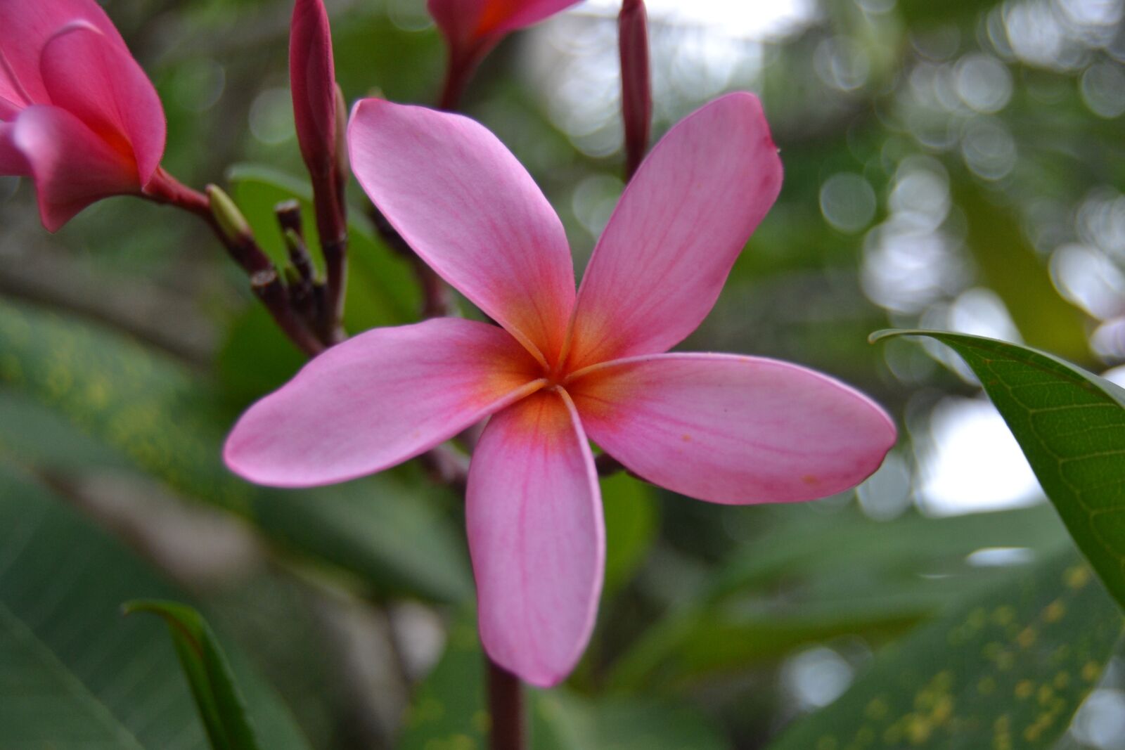 Nikon D3100 sample photo. Plumeria, pink flower, flower photography