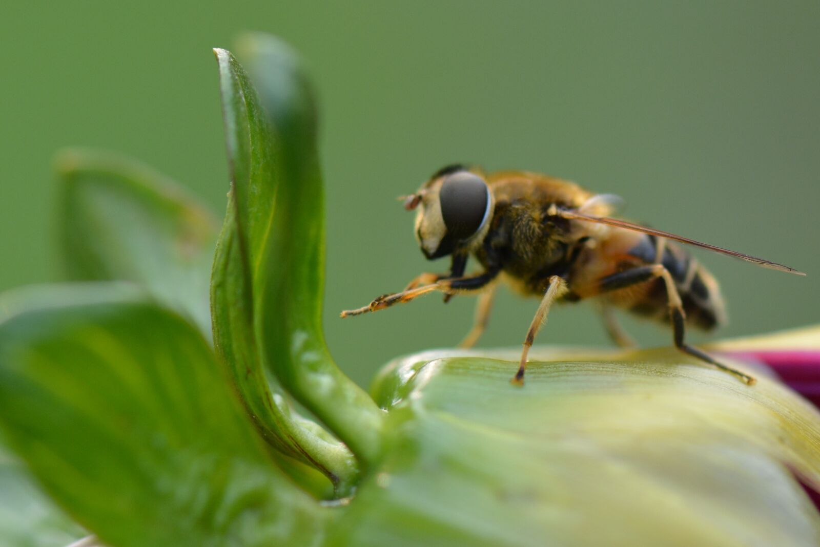 Nikon D5200 sample photo. Bee, animal, nature photography