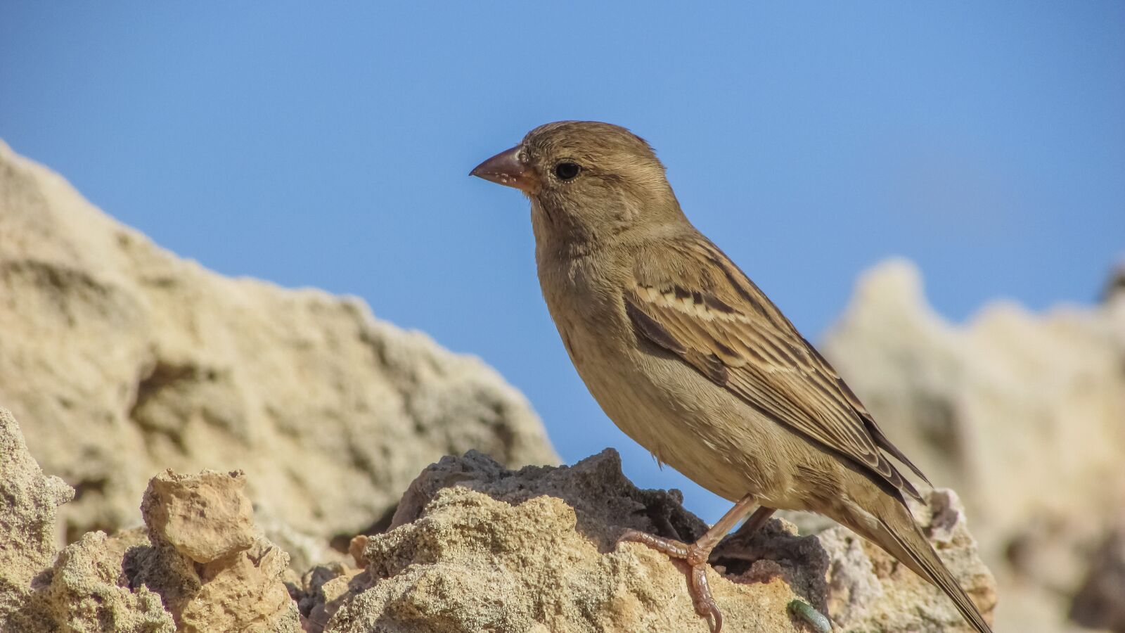 Canon PowerShot SX400 IS sample photo. Nature, outdoors, bird photography