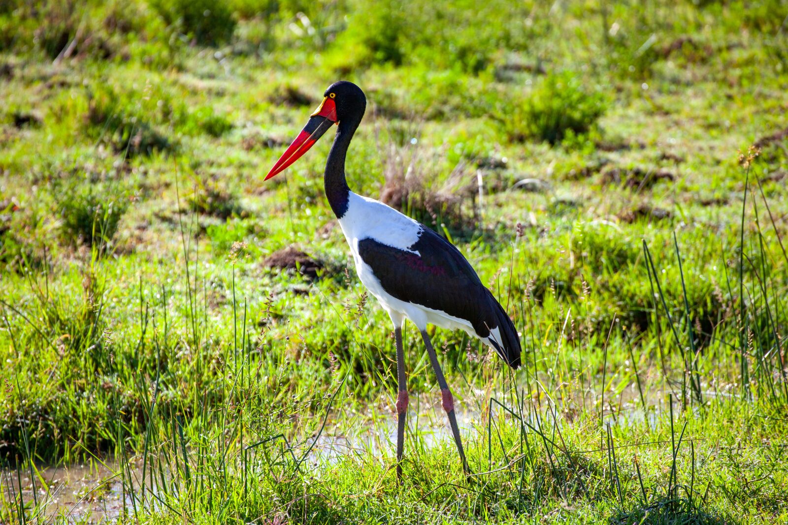Canon EOS 5D Mark II sample photo. Stork, grass, kenya photography