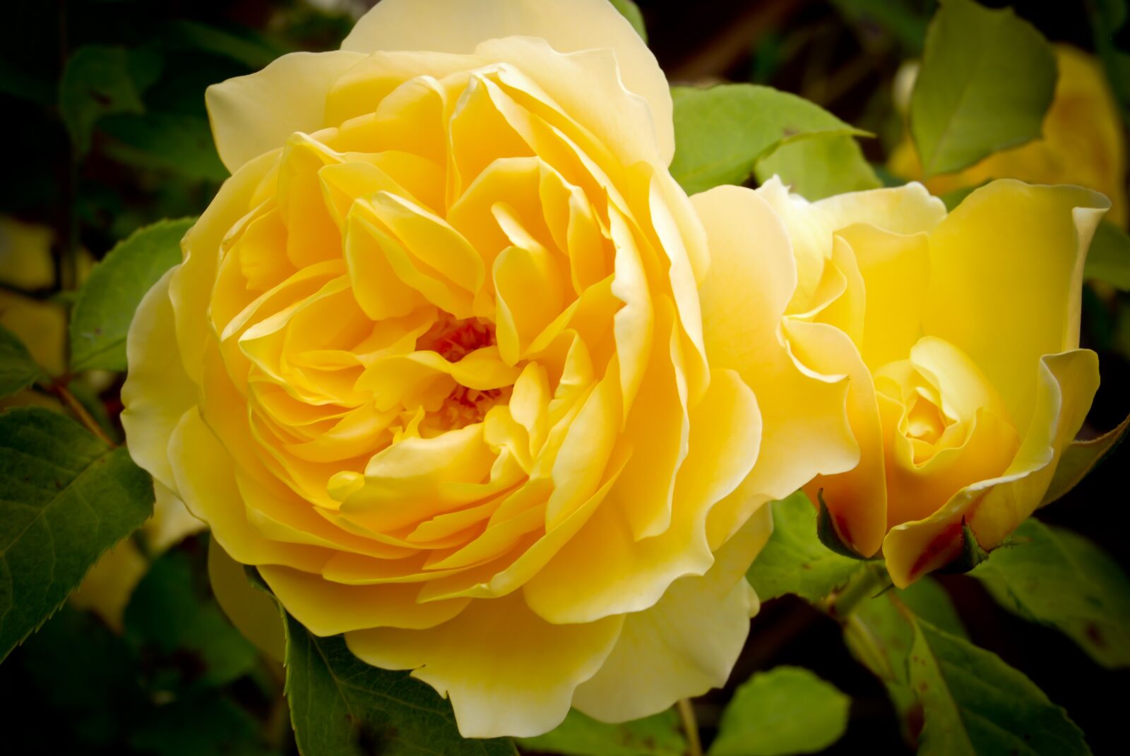 Nikon D80 sample photo. Flower, nature, rose photography