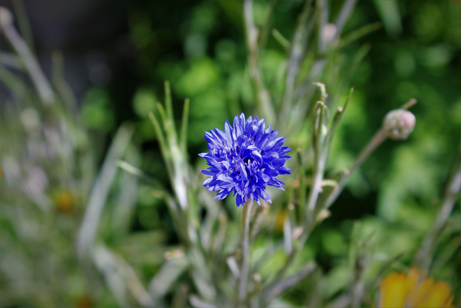 Canon EOS 550D (EOS Rebel T2i / EOS Kiss X4) sample photo. Nature, flower, flora photography