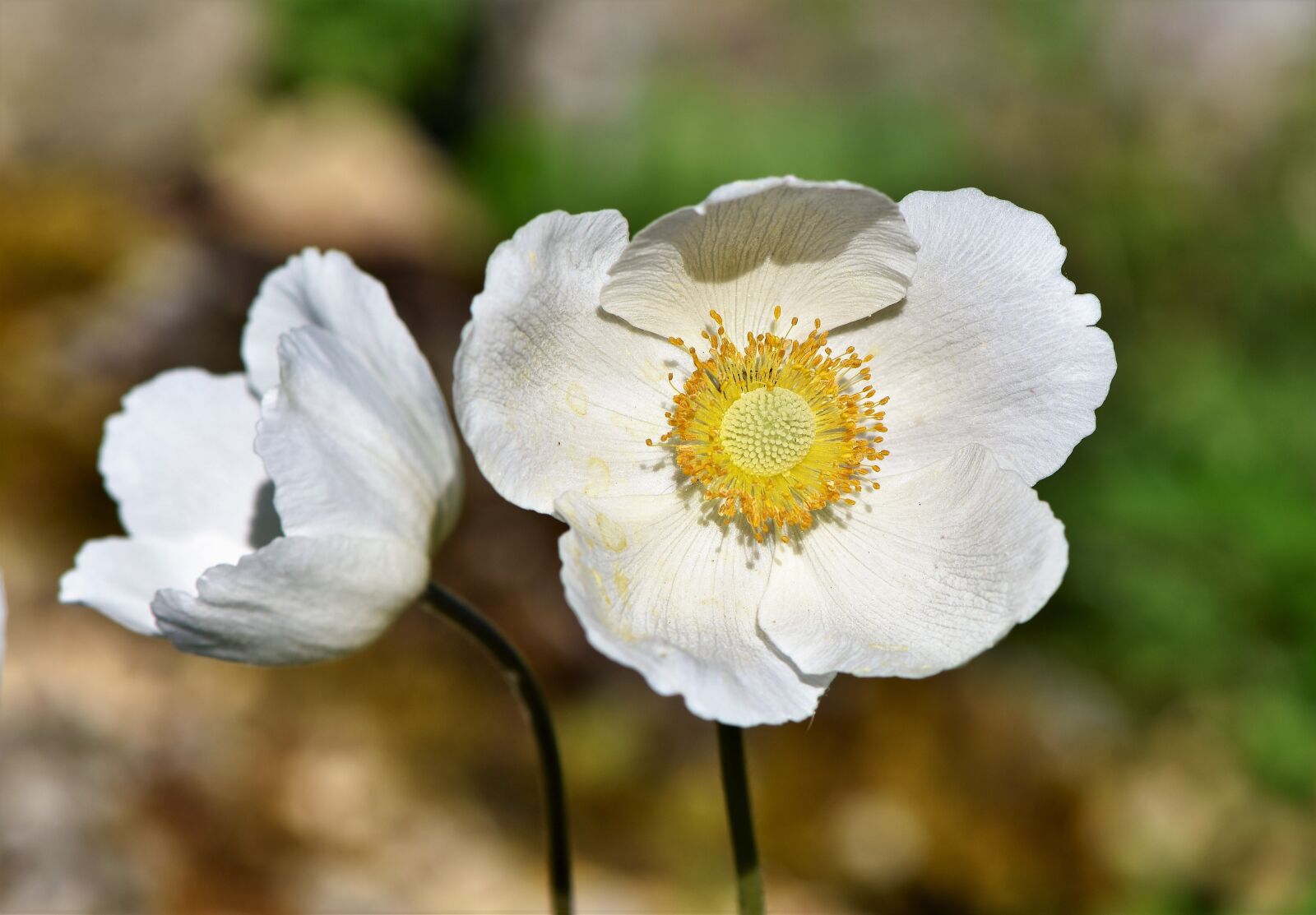 Nikon D7200 sample photo. Anemone, florets, blossom photography
