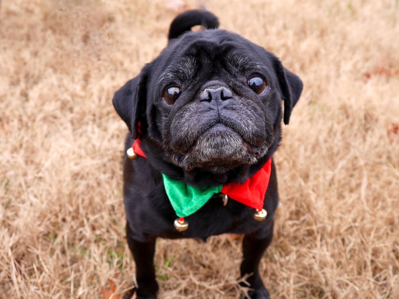 Panasonic Lumix DMC-GM1 sample photo. Pug, christmas, dog photography