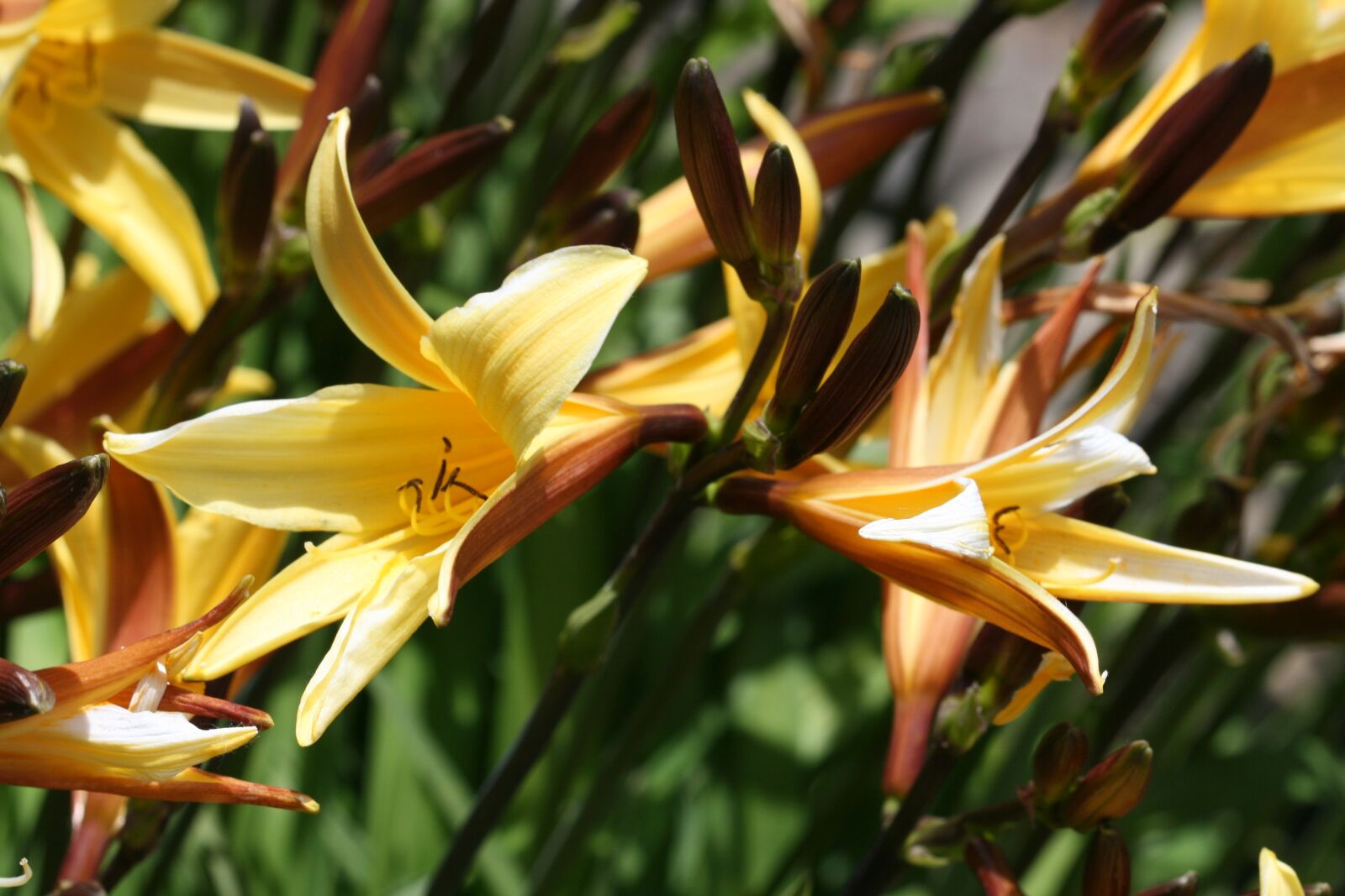 Canon EOS 400D (EOS Digital Rebel XTi / EOS Kiss Digital X) sample photo. Flowers, nature, spring photography