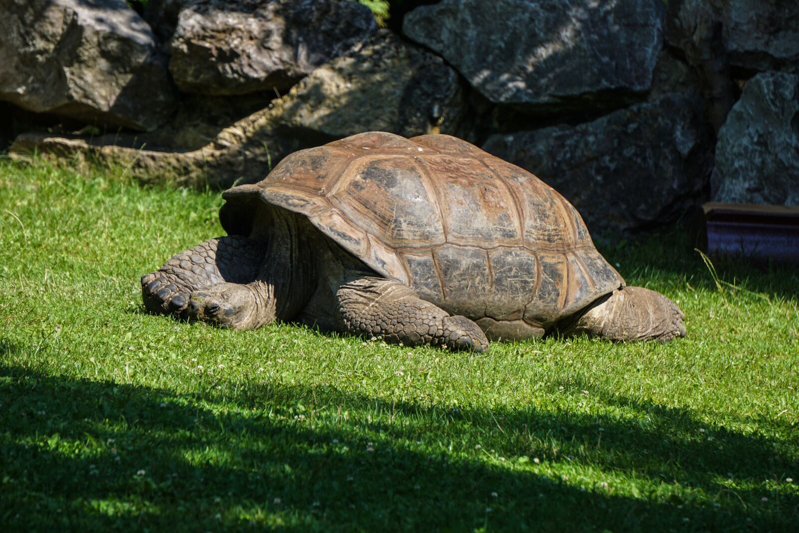 Sony a6000 sample photo. Giant tortoise, turtle, reptile photography