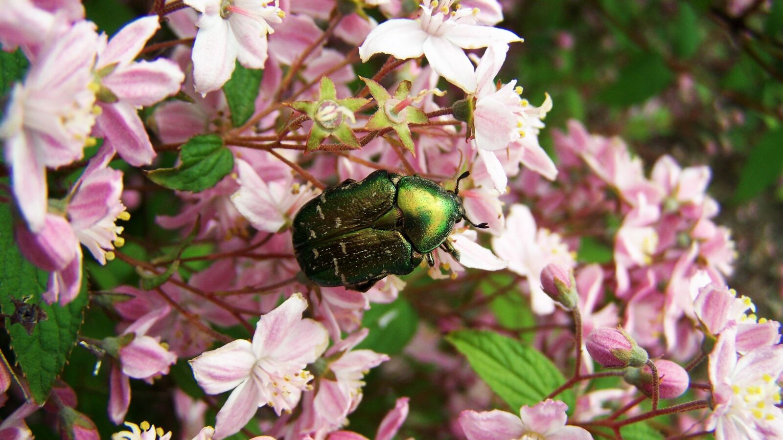 Kodak EASYSHARE ZD710 ZOOM DIGITAL CAMERA sample photo. Rose beetle, insect, nature photography