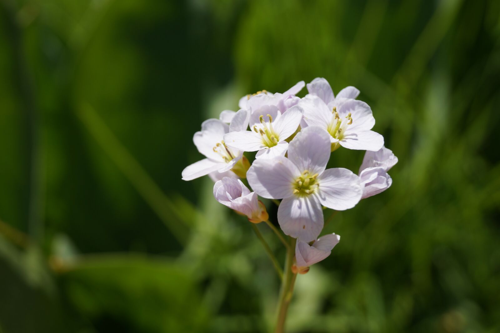Sony DT 18-55mm F3.5-5.6 SAM II sample photo. Flower, meadow, grass photography