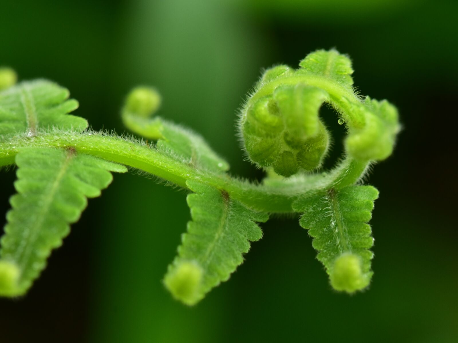 Nikon D3400 sample photo. Fern, frond, leaf photography