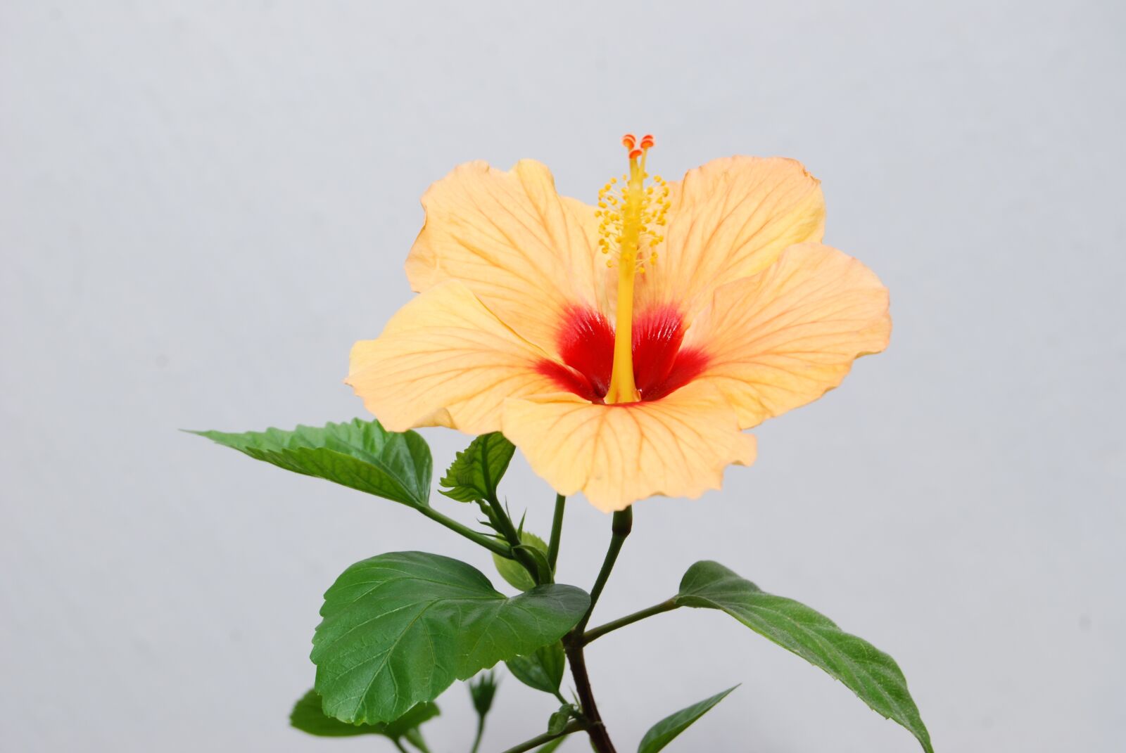 Nikon D40X sample photo. Flower, hibiscus, nature photography