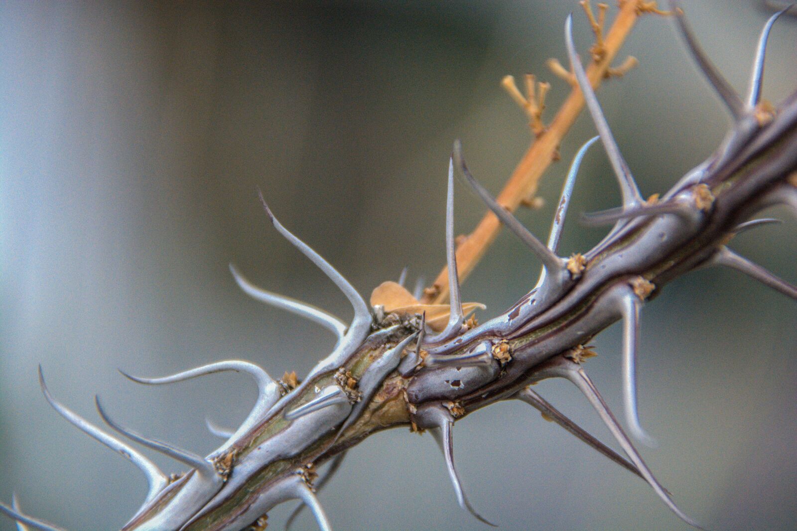Nikon D7100 sample photo. Spines, plant, cactus photography