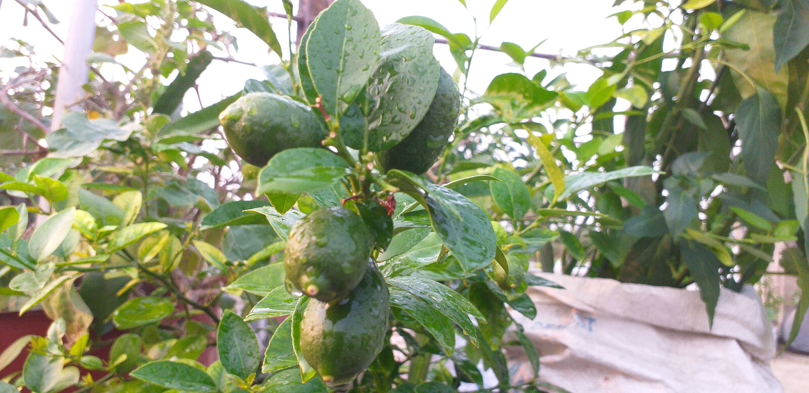 Samsung Galaxy J6+ sample photo. Vitamin c, fruits, vegetables photography