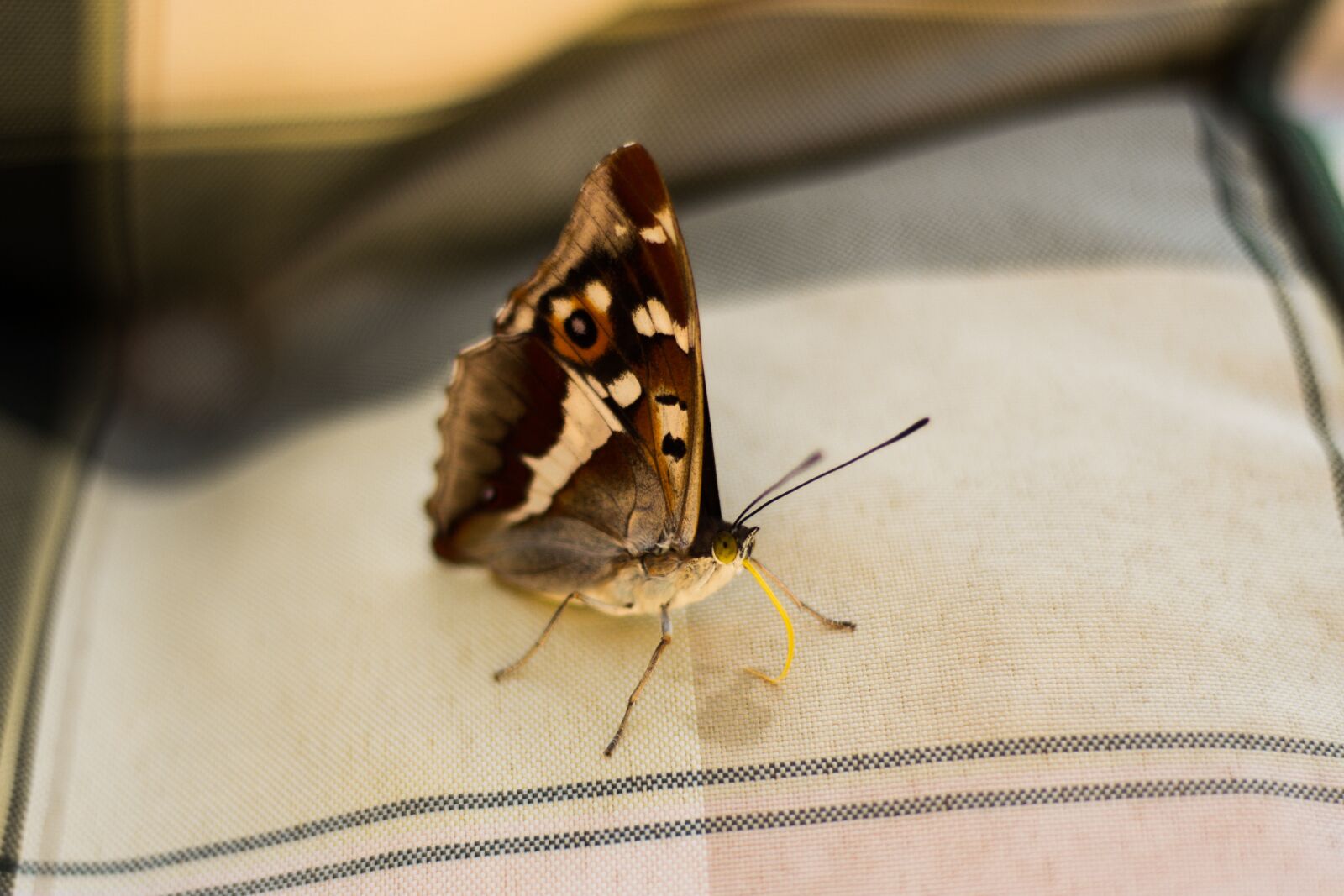 Canon EOS 60D + Canon EF 50mm F1.8 II sample photo. Butterfly, detector, wings photography