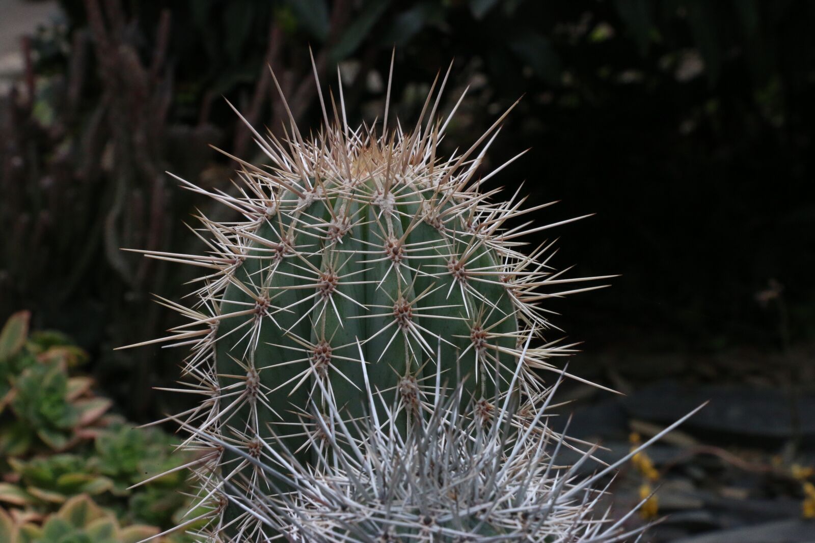 Canon EOS 70D sample photo. Liguria, italy, summer photography