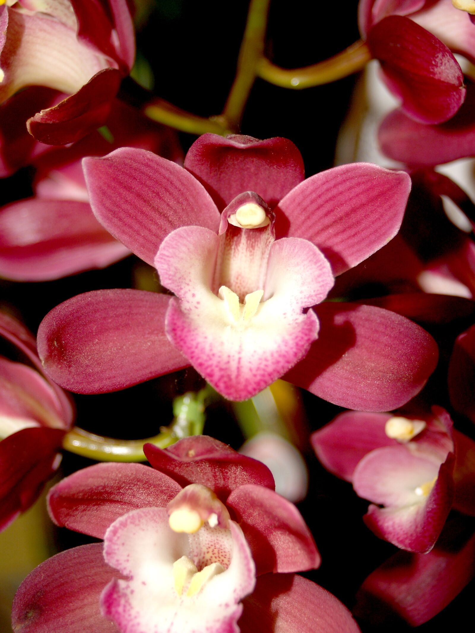 Olympus E-300 (EVOLT E-300) sample photo. Orchid, flower, bright photography