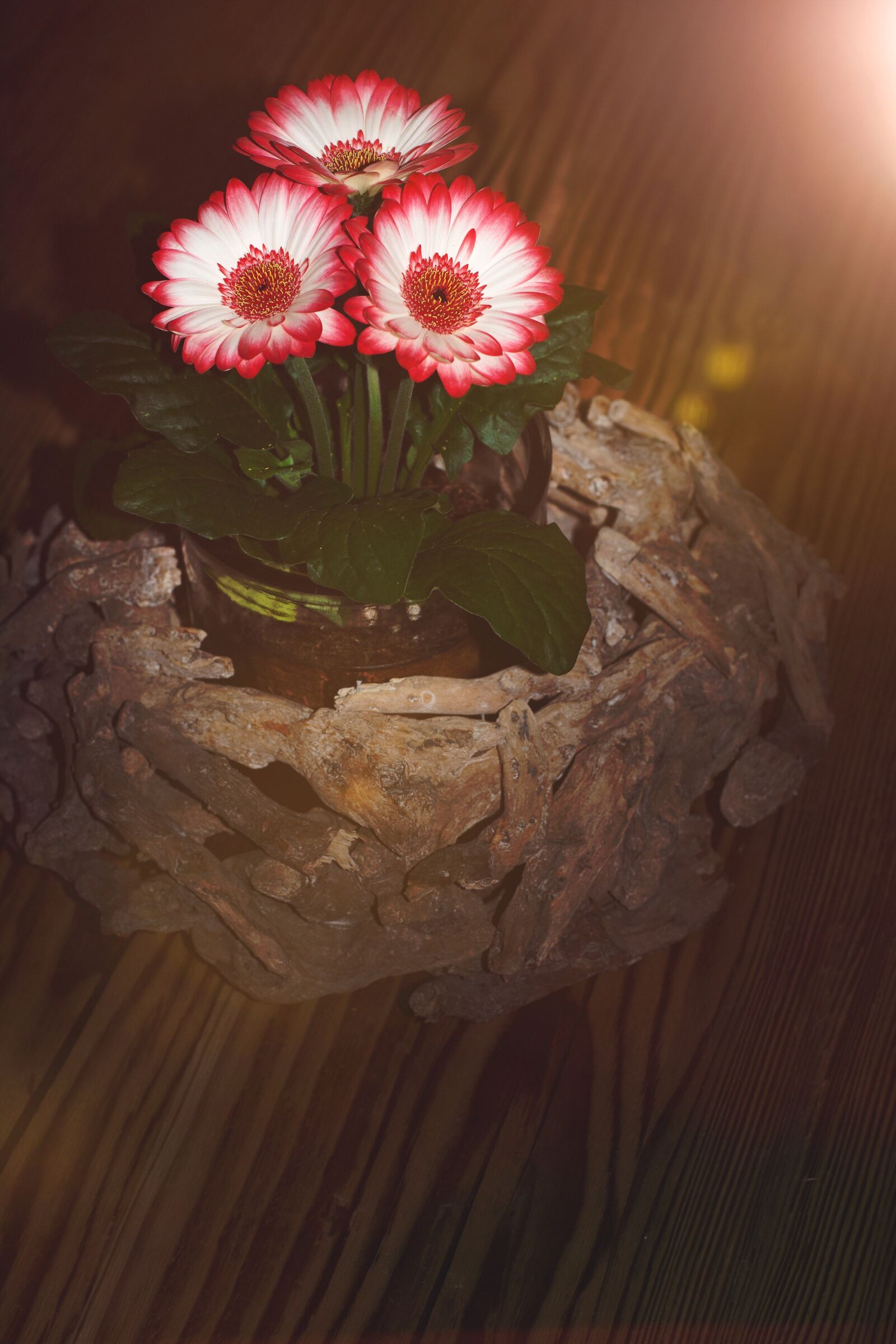 Nikon D7100 sample photo. Flowers, three, plant photography