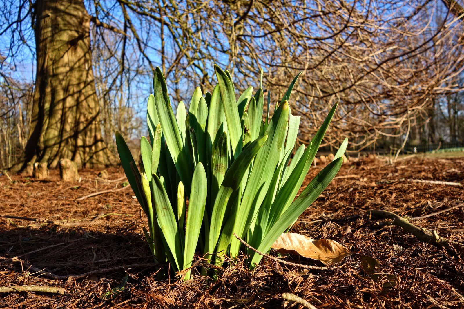 Sony Cyber-shot DSC-RX100 sample photo. Snowdrop, galanthus, flower photography
