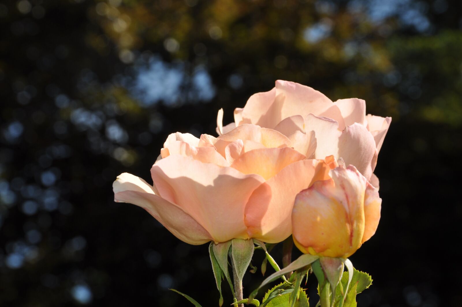 Nikon D90 sample photo. Pink, flower, flowers photography