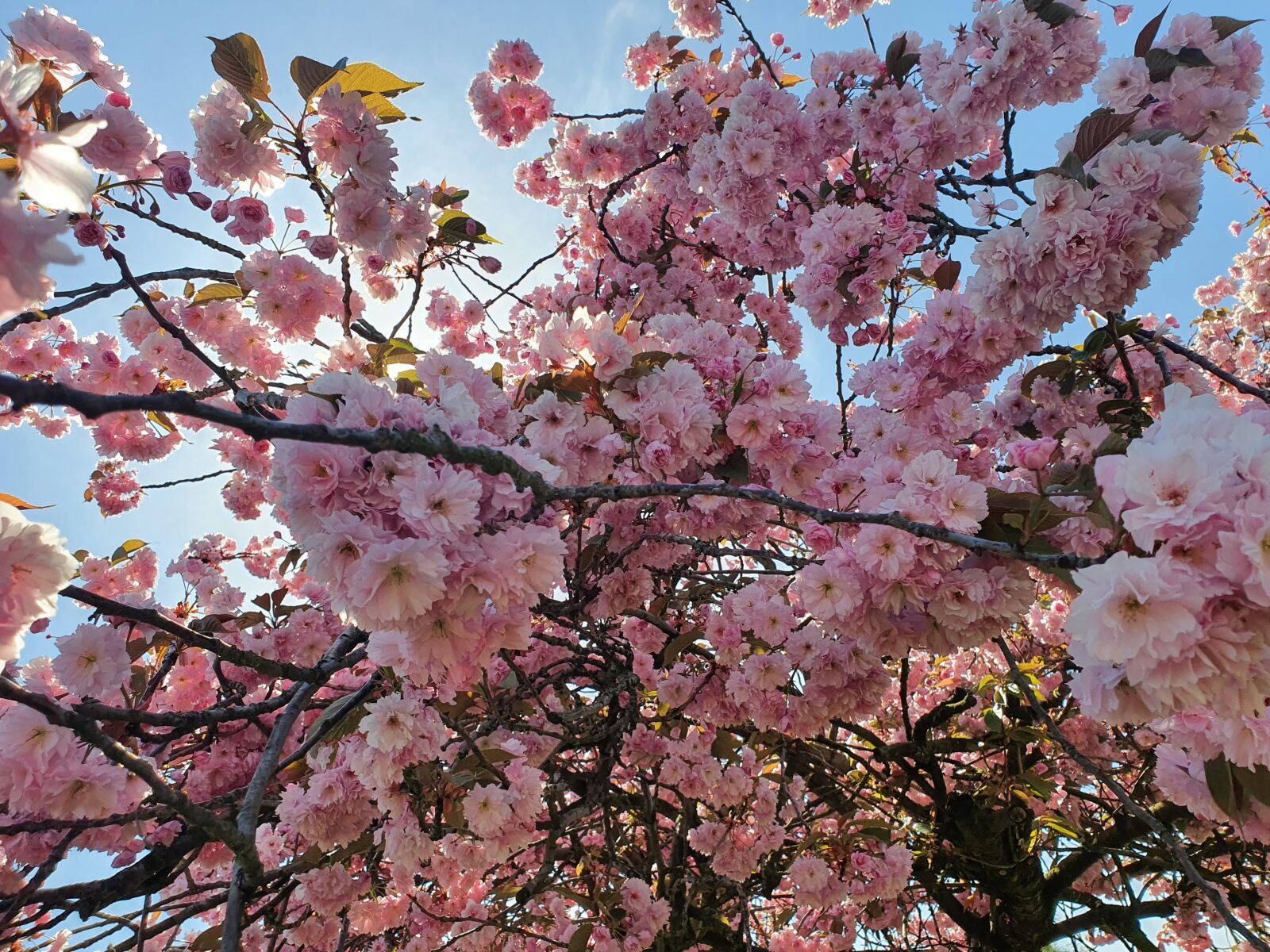 Samsung Galaxy S10+ sample photo. Tree, flowers, pink photography
