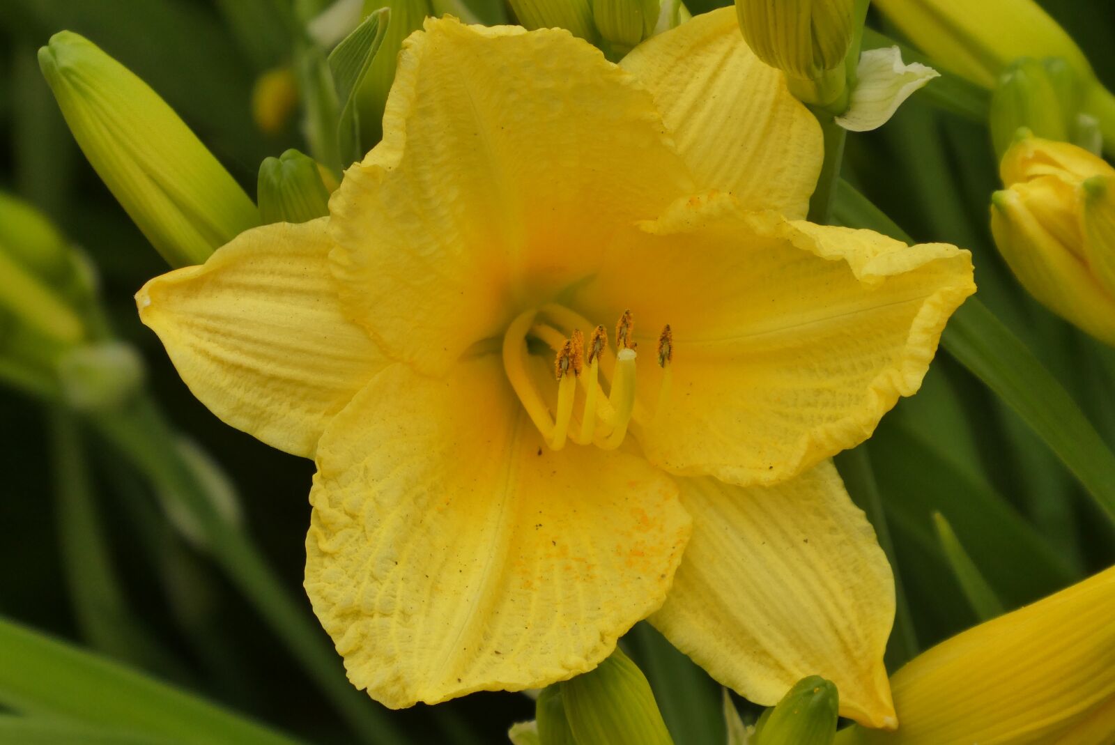 Panasonic Lumix DC-ZS70 (Lumix DC-TZ90) sample photo. Narcis, voorjaarsbloem, narcissist photography
