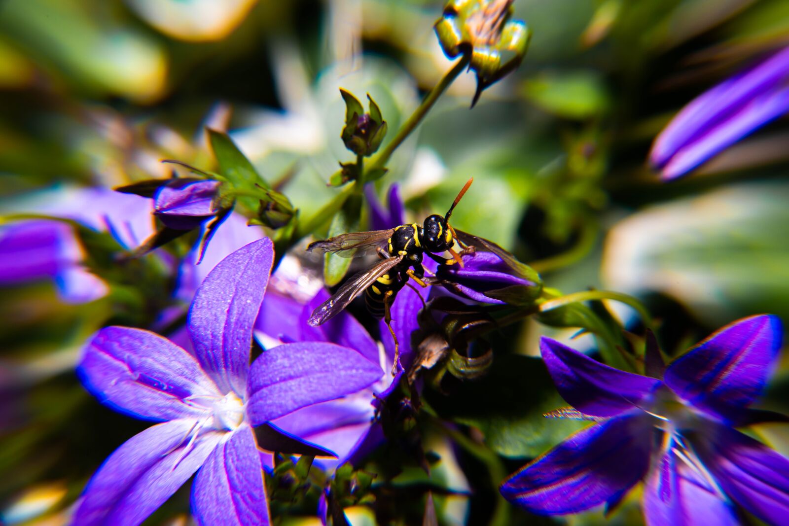 Nikon D850 sample photo. Pollen, blossom, insect photography