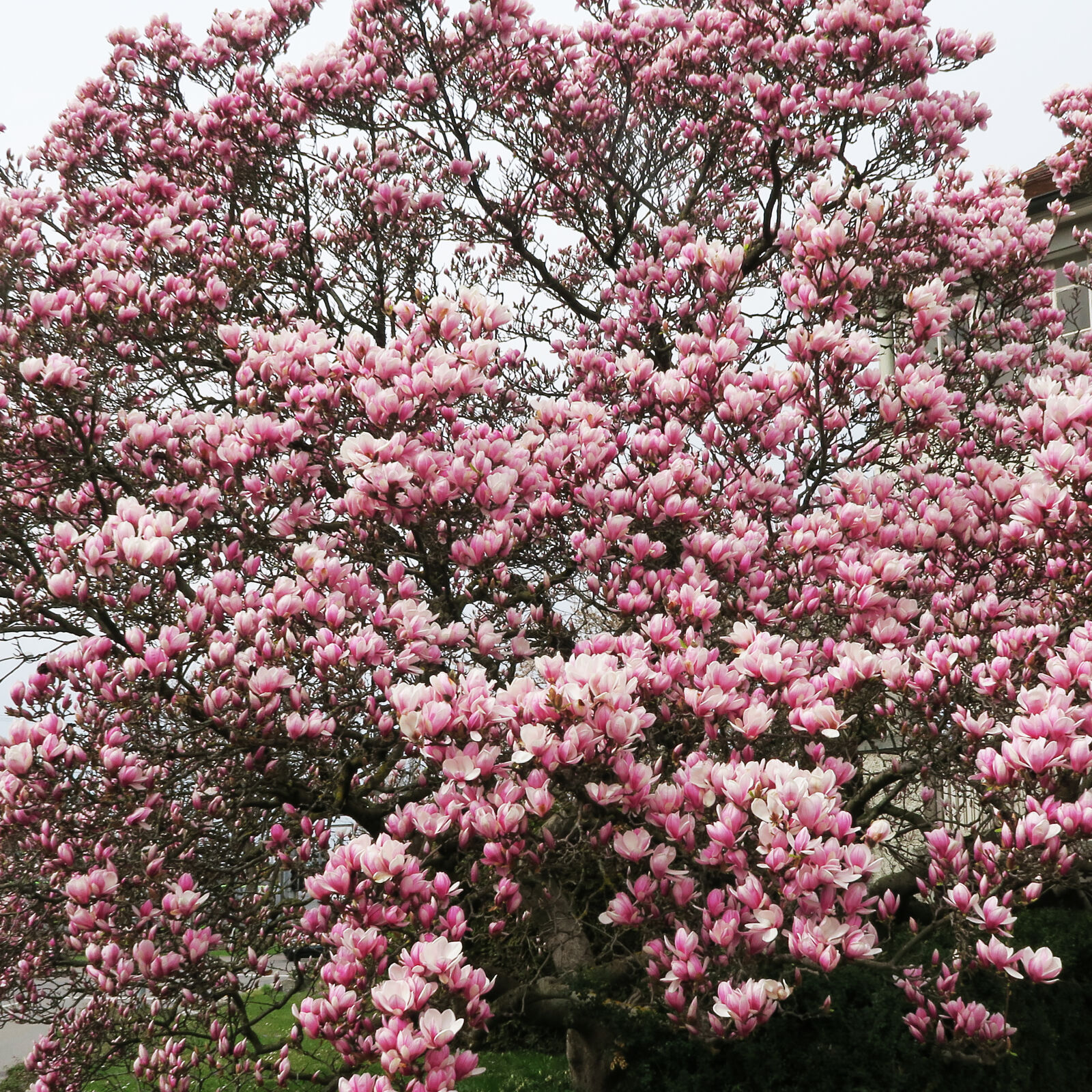 Canon PowerShot G7 X sample photo. Bloom, flora, flowers, magnolia photography