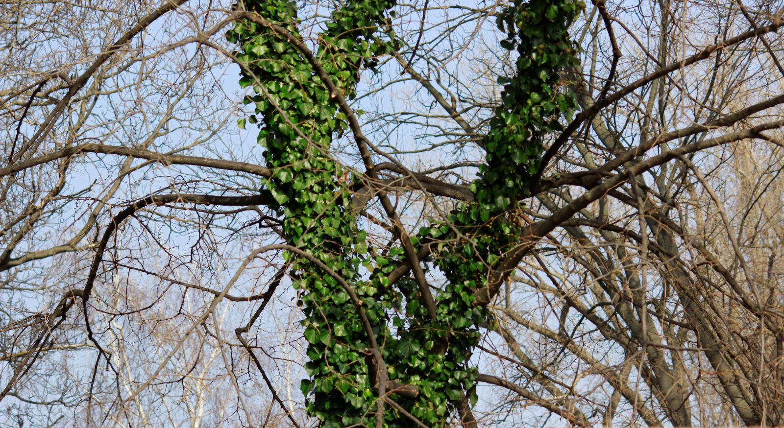 Canon EOS 600D (Rebel EOS T3i / EOS Kiss X5) sample photo. Ivy, vine, nature photography