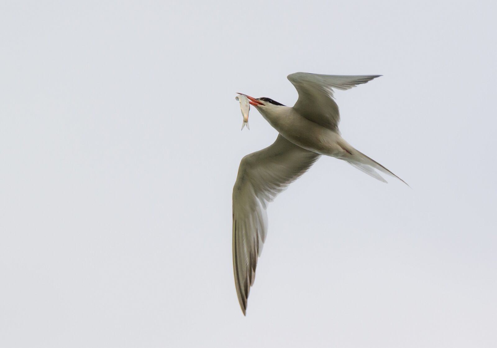 Tamron SP 150-600mm F5-6.3 Di VC USD sample photo. Arctic tern, seevogel, bird photography