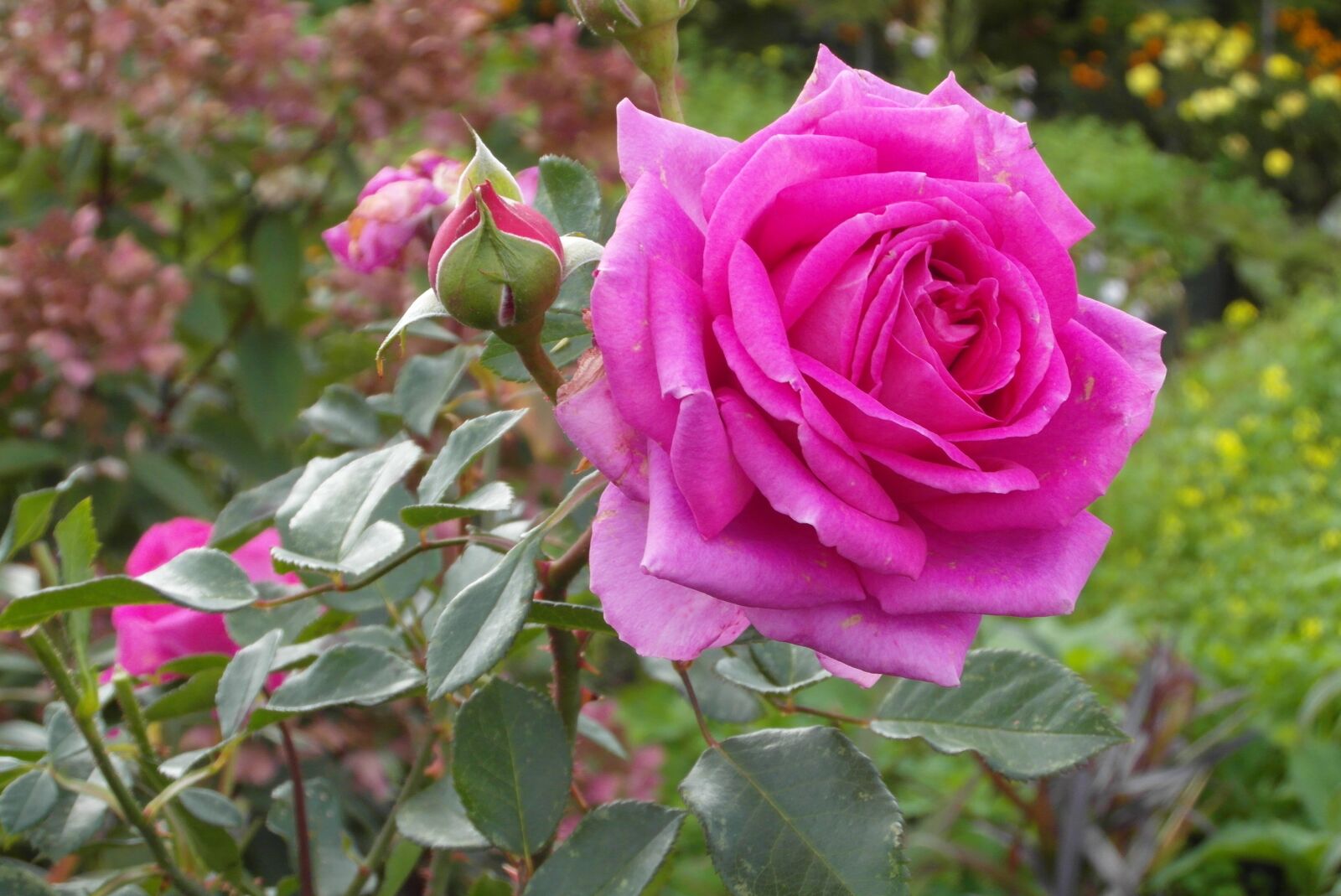 Samsung WB750 sample photo. Rose, flower, pink photography