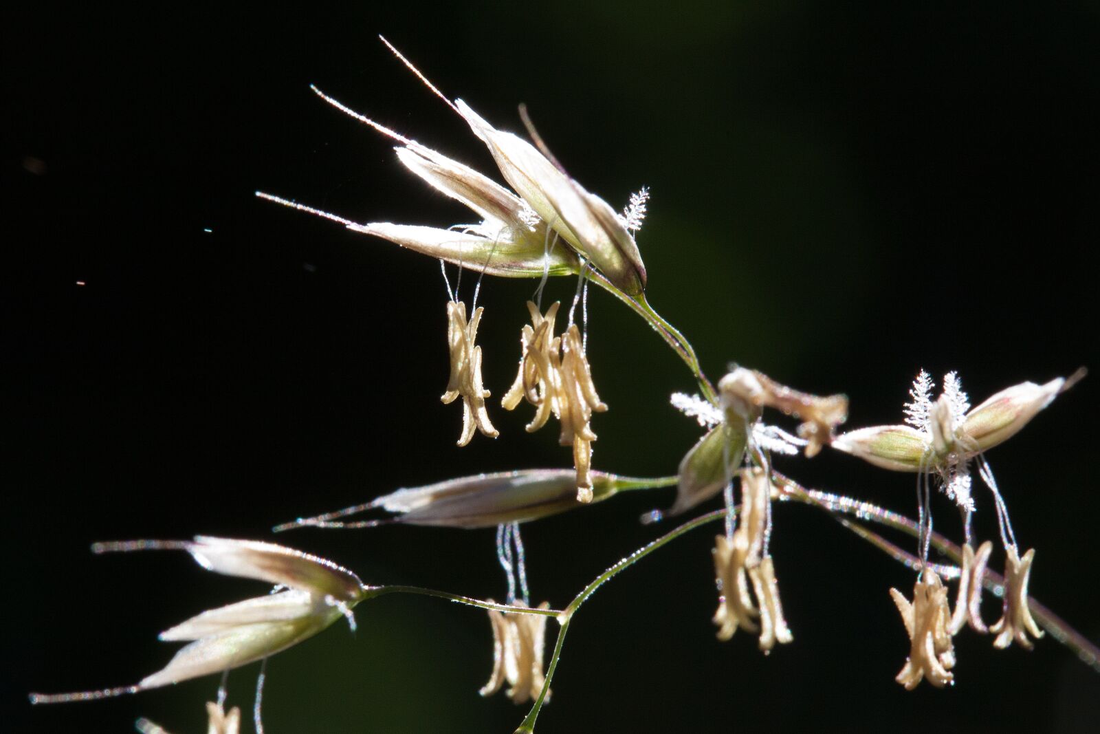 Canon EOS 50D sample photo. Grasses, grass, flowers photography