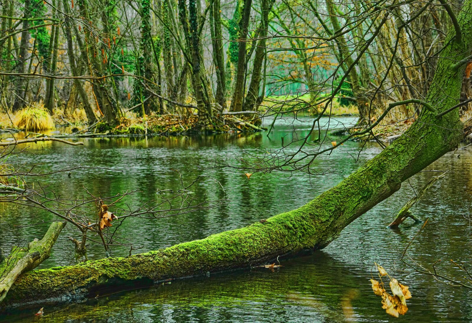 Sony Cyber-shot DSC-RX10 III sample photo. Waters, nature, wood photography