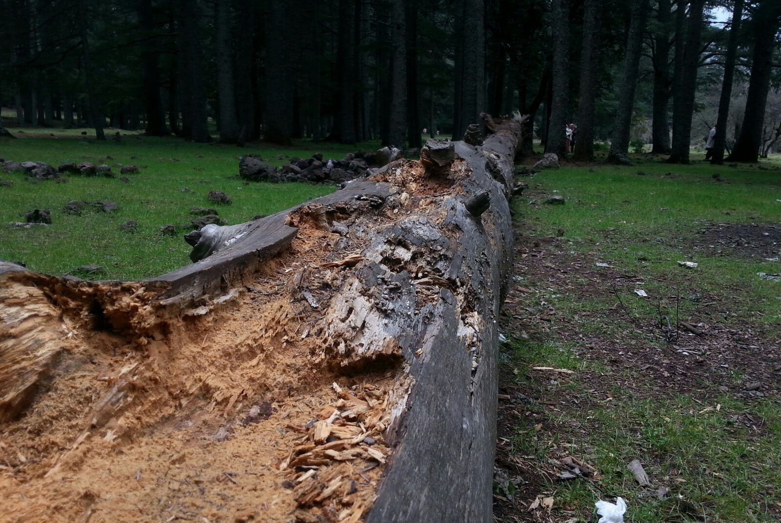 Samsung Galaxy S3 sample photo. Tree, cedar, dead photography