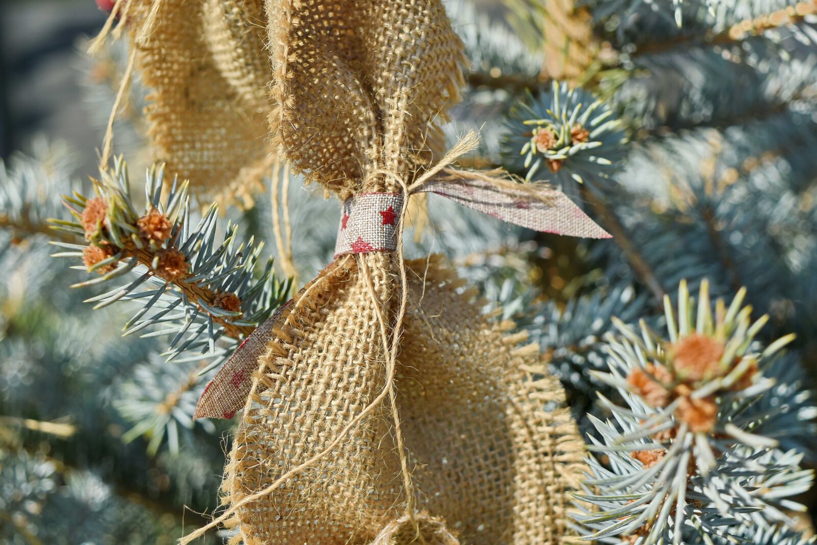 Nikon D5500 sample photo. Shrub, decoration, plant, tree photography