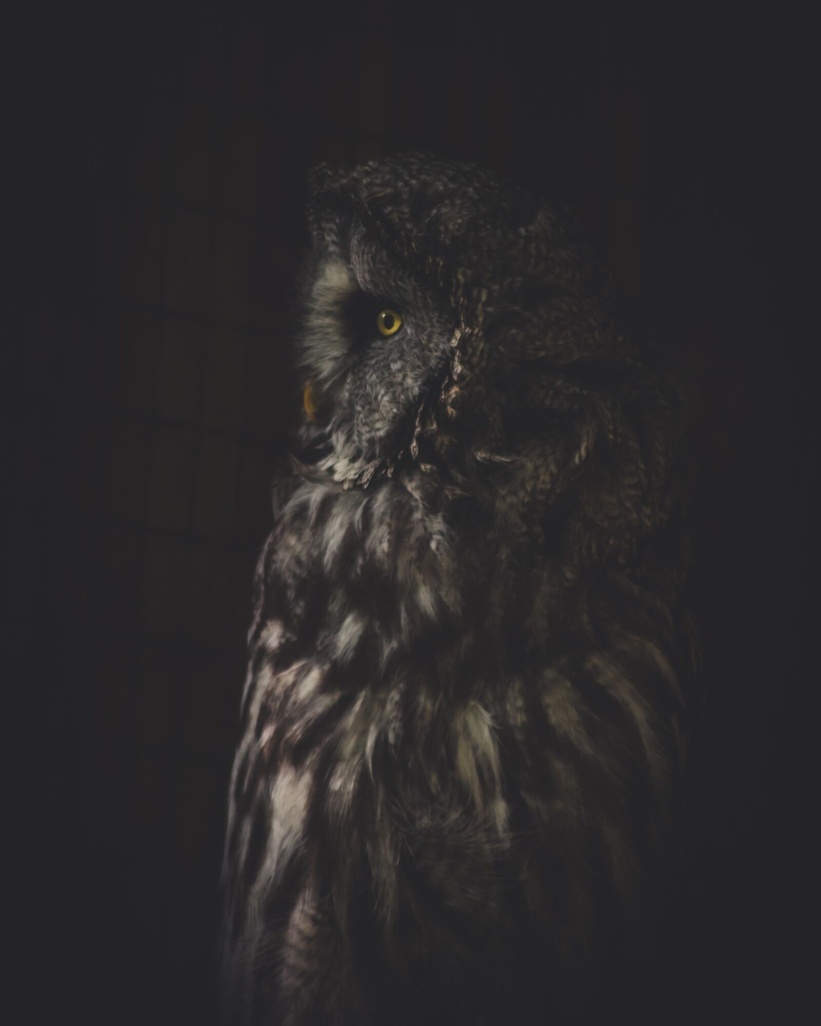 Canon EOS 700D (EOS Rebel T5i / EOS Kiss X7i) sample photo. Owl, animals, nature photography
