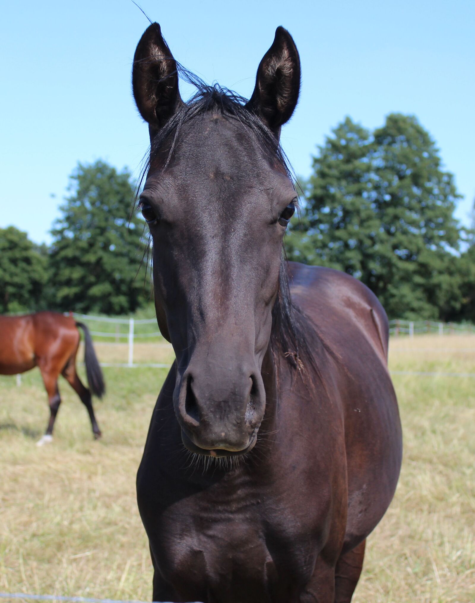 Canon EOS 600D (Rebel EOS T3i / EOS Kiss X5) sample photo. Horse, pony, foal photography