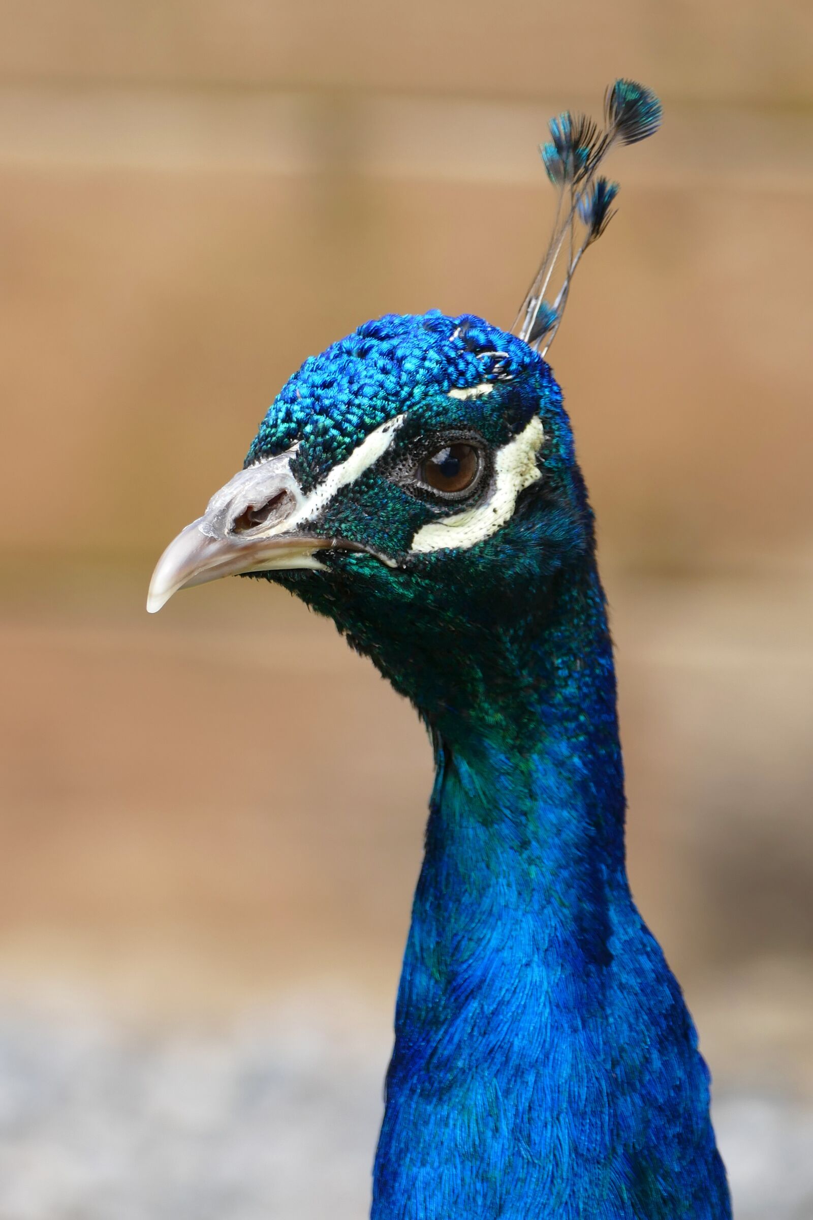 Panasonic Lumix DMC-FZ1000 sample photo. Peacock, bird, feather photography