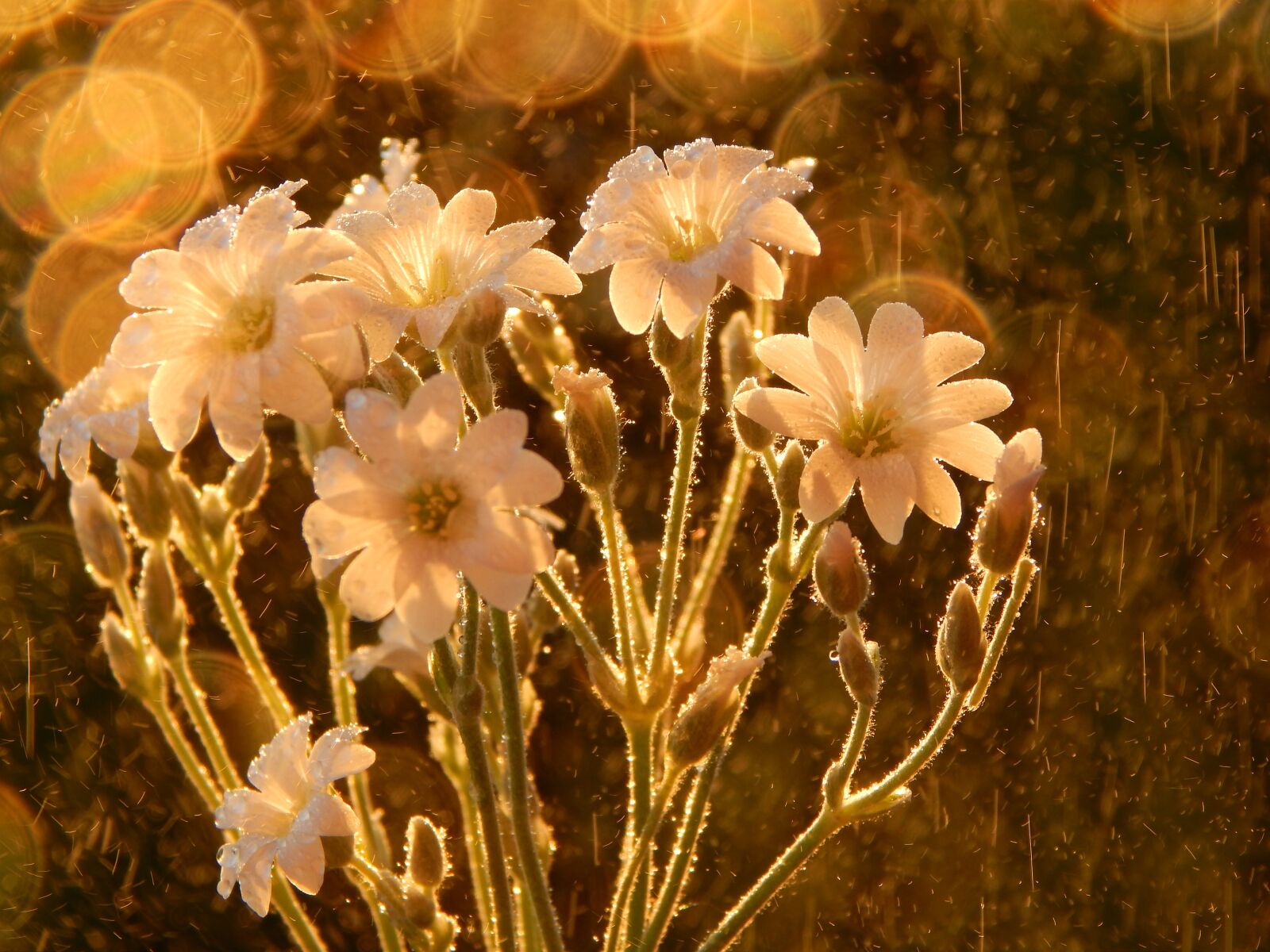 Nikon Coolpix L820 sample photo. Mood, flowers, romantic photography