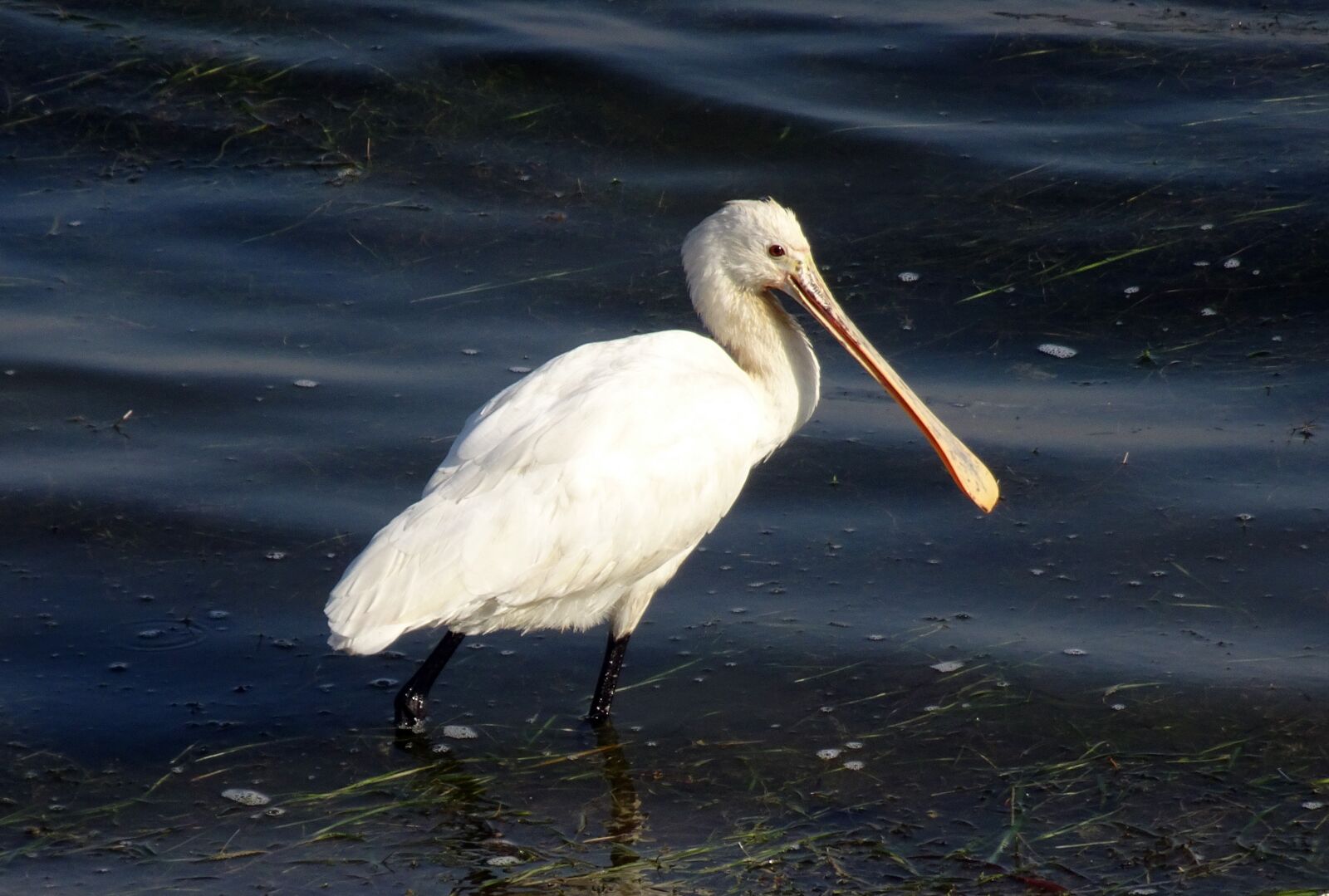 Sony Cyber-shot DSC-HX90V sample photo. Bird, eurasian spoonbill, common photography