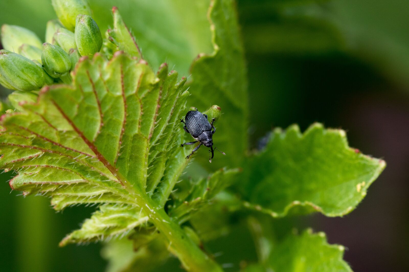 Canon EOS 7D Mark II sample photo. Weevils, beetle, macro photography