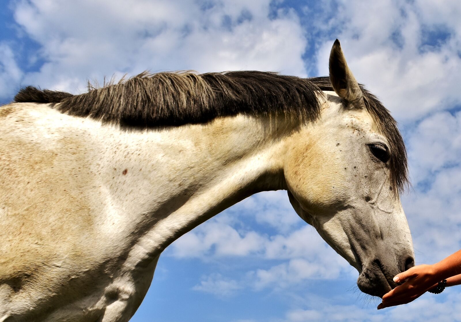 Nikon D7200 sample photo. Pony, mold, horse photography