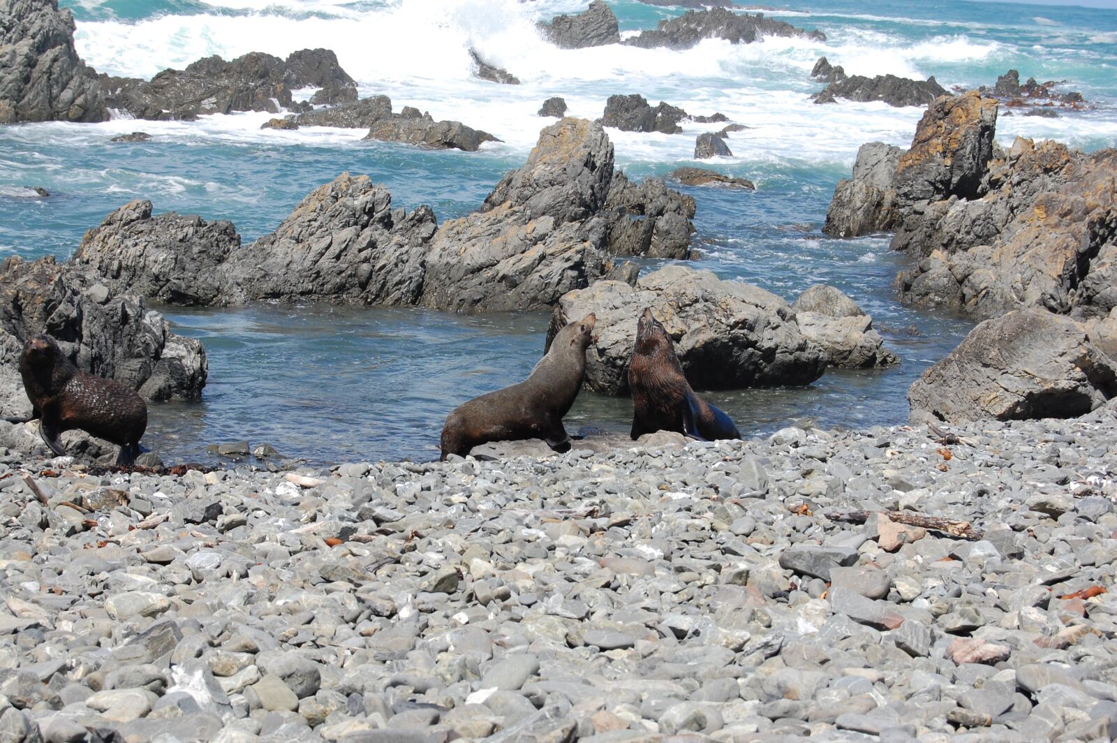 Nikon D40 sample photo. Seals, new zealand, nature photography
