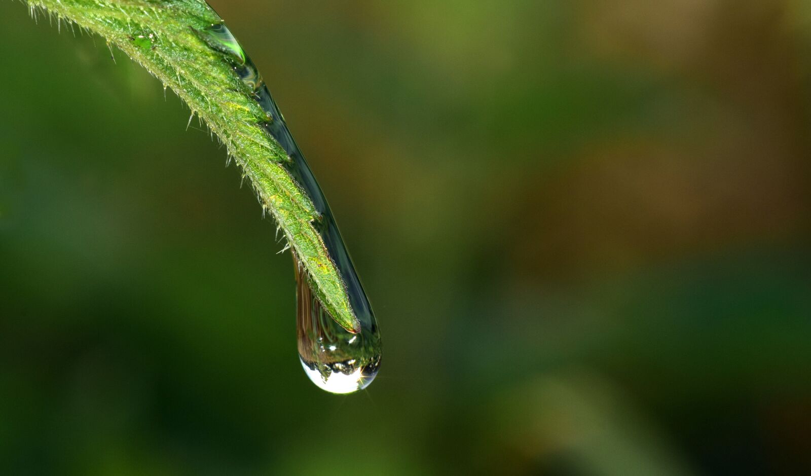 Nikon D3300 sample photo. Drip, any drip, drop photography