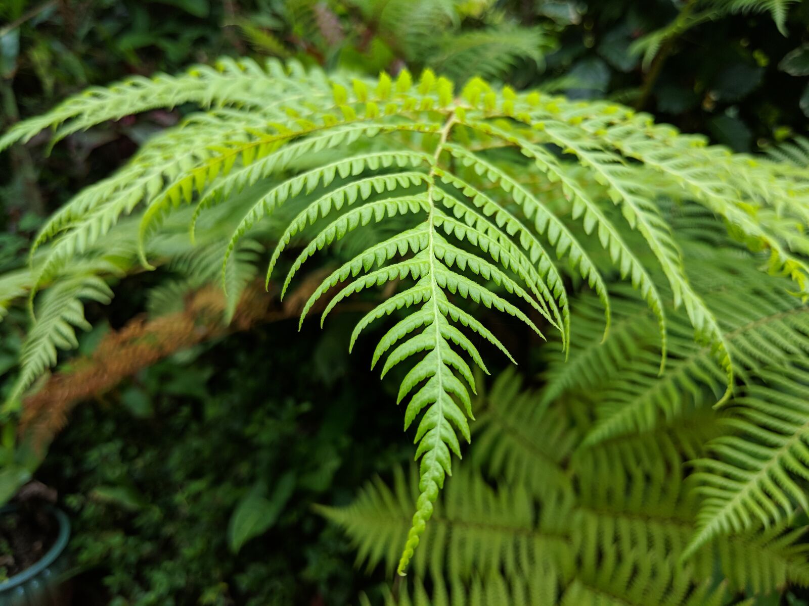 Google Pixel 2 sample photo. Plants, tropical, hawaii photography